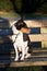 A tri color basenji sitting on a wooden bench with head to the right in meppen emsland germany