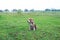 A tri-color beagle dog sitting on the garss field