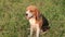 A tri-color beagle dog sitting on the green grass out door in the field. .