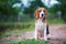 A tri-color beagle dog sitting on the green grass out door in the field. Focus on face with shallow depth of field