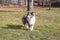 Tri color blue merle shetland sheepdog sheltie standing in garden grass