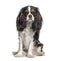 Tri-color Cavalier King Charles dog, sitting and facing at camera
