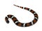 Tri-color hognose snake on white