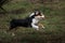 Tri-colored Australian Shepherd running across a grassy field in the park.