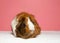 Tri colored guinea pig on pink background