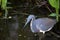 Tri Colored Heron in breeding colors goes fishing