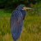 Tri-Colored Heron (Egretta tricolor) Bird