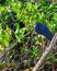 A Tri-colored Heron eyeing a Florida Everglades pond for prey