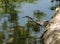 Tri colored heron hunting