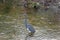 Tri-Colored Heron Wading