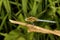 Tri Colored Marsh Hawk, Orthetrum luzonicum, Coorg Karnataka