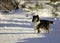Tri Colored Shetland Sheepdog in Snow in Winter
