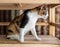 A tri-colored Thai cat sits curiously on a wooden shelf