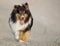 Tri Colorerd Shetland Sheepdog Walking on a Gravel Road with Tongue Out