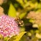 Tri Colour Bumblebee Collecting Pollen