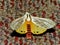 Tri Coloured Tiger moth 5