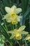 Triandrus dafodil flowers