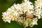 Triangle Flower Longhorn Beetle - Genus Trigonarthris