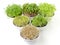 Triangle of microgreens and sprouts in white bowls