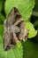 Triangle moth species at Satara, Maharashtra