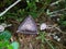 Triangle shape wild mushroom macro photo top view