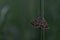 Triangular brown moth on a plant