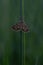Triangular brown moth on a plant