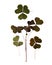 triangular dark green smooth leaves with no clearly defined structure, stem, dry pressed delicate decorative sorrel isolated on