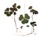 triangular dark green smooth leaves with no clearly defined structure, stem, dry pressed delicate decorative sorrel isolated on