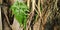 Triangular green leaves grow on the roots of the banyan tree, Indonesian earth