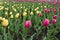 Triangular patch of yellow tulips among pink ones