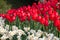 Triangular wedge of scarlet tulips with foreground of white daffodils
