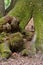 Triangular wooden fairy door on moss covered tree trunk.