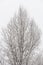 Trianlge shaped detailed tree covered with snow and ice