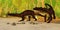 Triassic Prestosuchus Reptiles