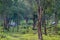 Tribal dwellings in Dubare Elephant Camp, Coorg India.