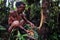 Tribal elder Toikot collecting materials fruits and plants in the jungl