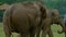 tribal mahout woman is training and playing elephant-002