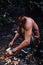 Tribal member Aman cleaning grubs from a sago tree in the middle of the