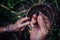 Tribal member collecting grubs and insects from a fallen sago tree in t