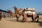 Tribal nomad camels taking part in competition at cattle festival,Pushkar,India