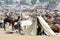 Tribal people are preparing to cattle fair in nomadic camp, camel mela in Pushkar ,India
