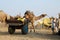 Tribal people are preparing to traditional cattle fair holiday,India