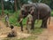 Tribal people and their elephant in Ayarabeedu forest, India.