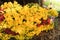 Tribe Hmong woman farmer harvesting carnation flowers in organic farm. A lot of carnations on the ground, yellow, red, white, and