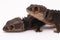 Tribolonotus Gracilis, Red-Eyed Crocodile Skinks lizard