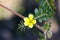 Tribulus terrestris, caltrop, puncture vine