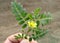 Tribulus terrestris, Caltrops, Devil\'s thorn