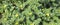 Tribulus terrestris known as a noxious weed