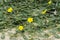 Tribulus terrestris plant with flower and leaf